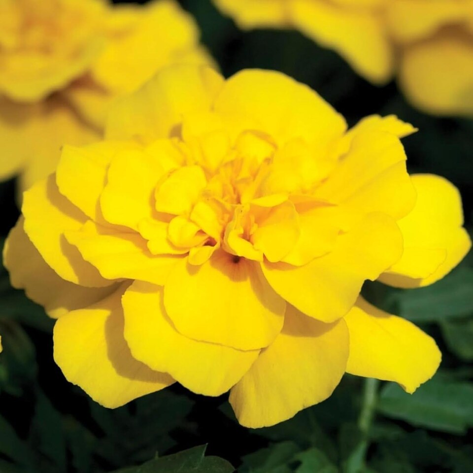 image 1 of Carbeth Plants Marigold Bedding Plants - 6 Pack African Yellow Bedding Plant