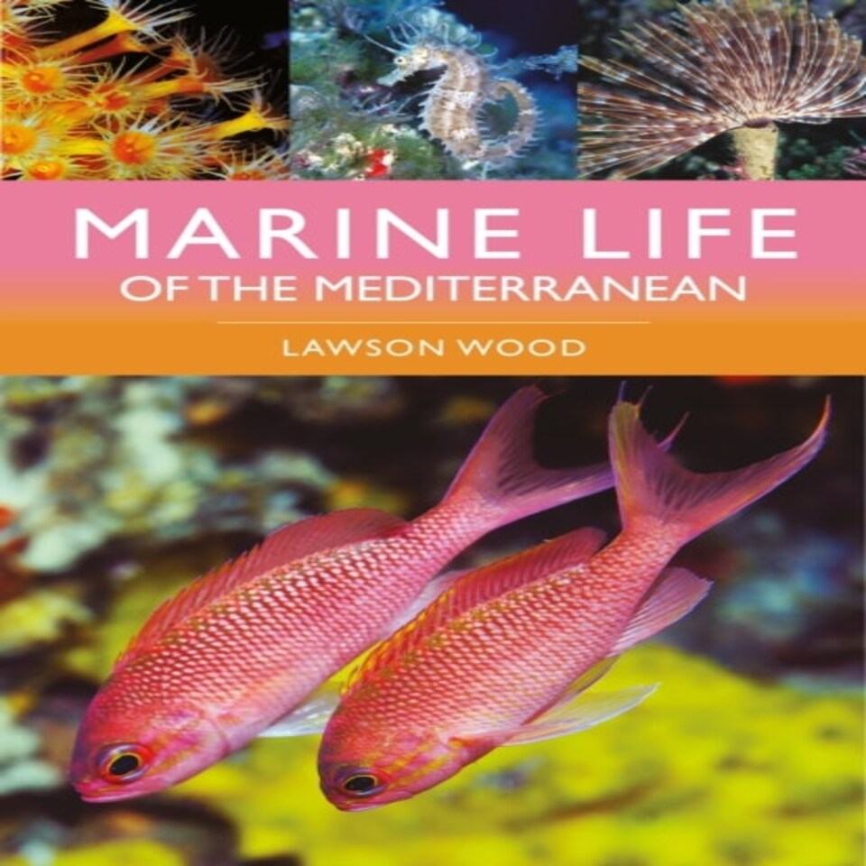 Marine Life Of The Mediterranean