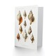 image 2 of Vintage Marine Life Art Card Molluscs from the Northen Sea
