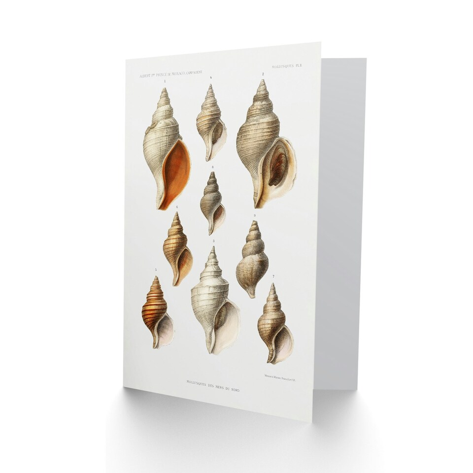 image 1 of Vintage Marine Life Art Card Molluscs from the Northen Sea