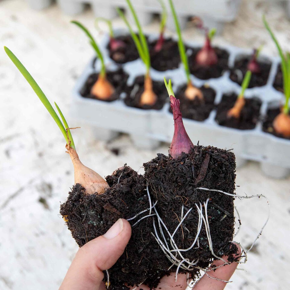 image 1 of Pre-Rooted Onions Autumn Red and White Mix - 12 Sets