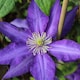 image 1 of Carbeth Plants 3 x Clematis Daniel Deronda Climbing Plant in 9cm Pot - Summer Flowering Garden Ready Shrub For Walls, Fences or Trellis