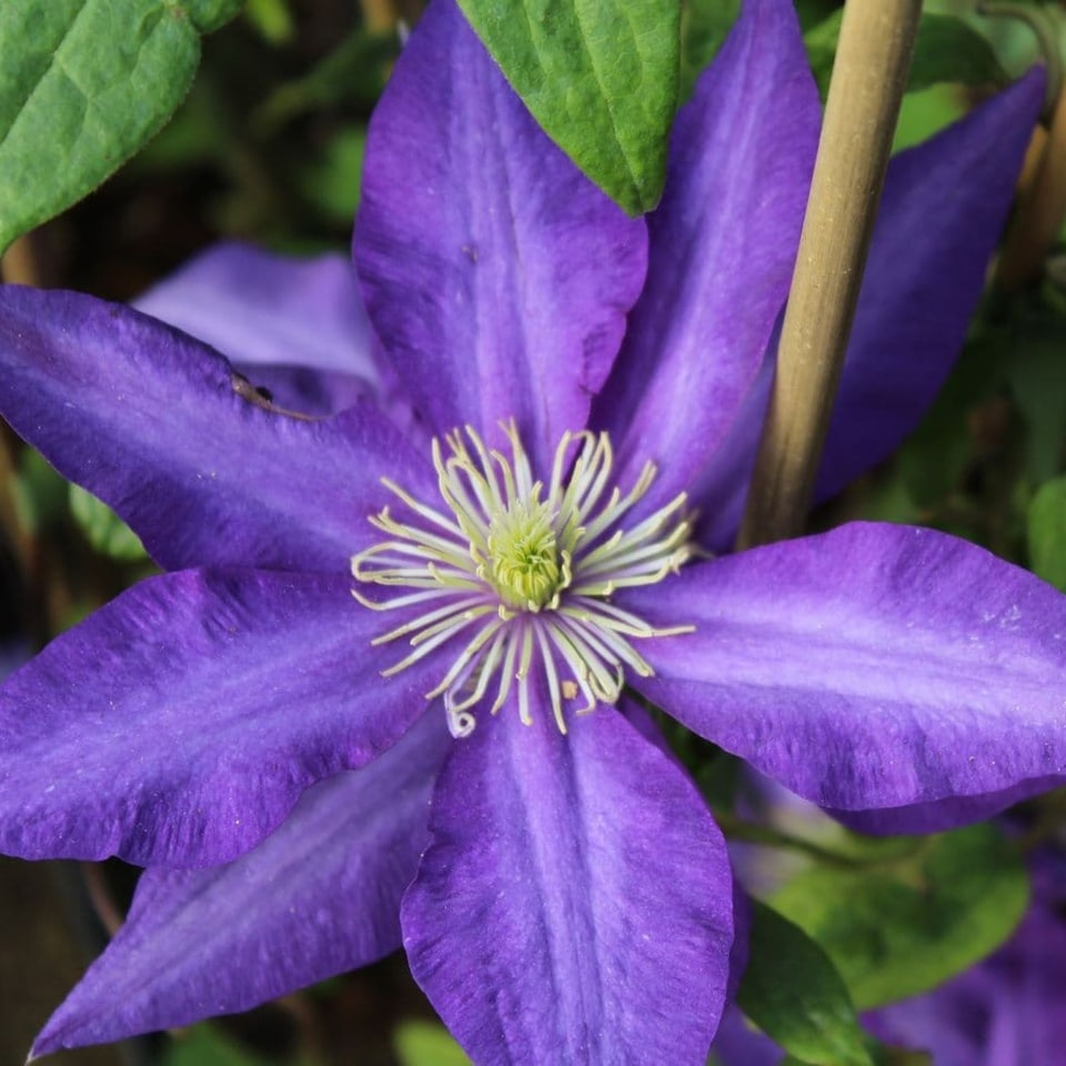 image 1 of Carbeth Plants 3 x Clematis Daniel Deronda Climbing Plant in 9cm Pot - Summer Flowering Garden Ready Shrub For Walls, Fences or Trellis