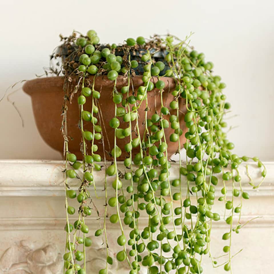 image 1 of YouGarden String of Beads Houseplant, Senecio herreanus, Tropical Trailing Indoor Plant in 6cm Pot, For Home, Office or Living Room