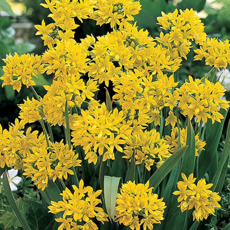 image 1 of You Garden - Spring Flowering Bulb Mixed Pack, 600 Bulbs, 7 Varieties, Bulk Buy Collection (600 Bulbs)