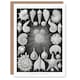 image 1 of Ernst Haeckel Art Card Forams Vintage Illustration