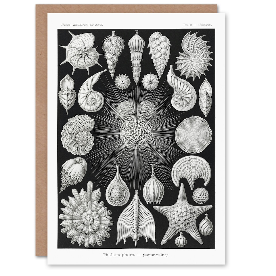 image 1 of Ernst Haeckel Art Card Forams Vintage Illustration