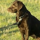 image 2 of Benji & Flo Superior Leather Dog Collar - Black/Brass - Large- Length: 41cm-56cm
