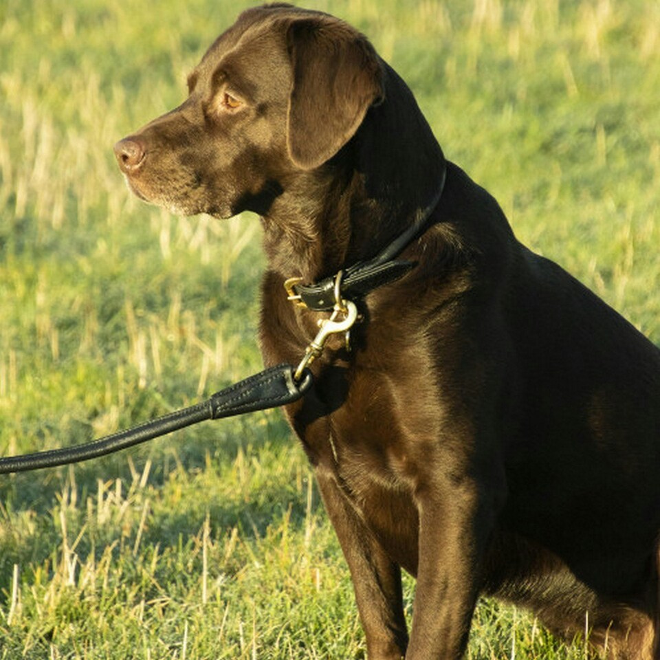 image 1 of Benji & Flo Superior Leather Dog Collar - Black/Brass - Large- Length: 41cm-56cm