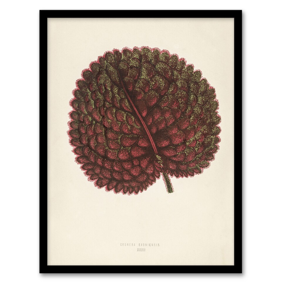 image 1 of Vintage Botanical Gesnera Exoniensis Leaf Fawcett Framed Wall Art Print 12X16"
