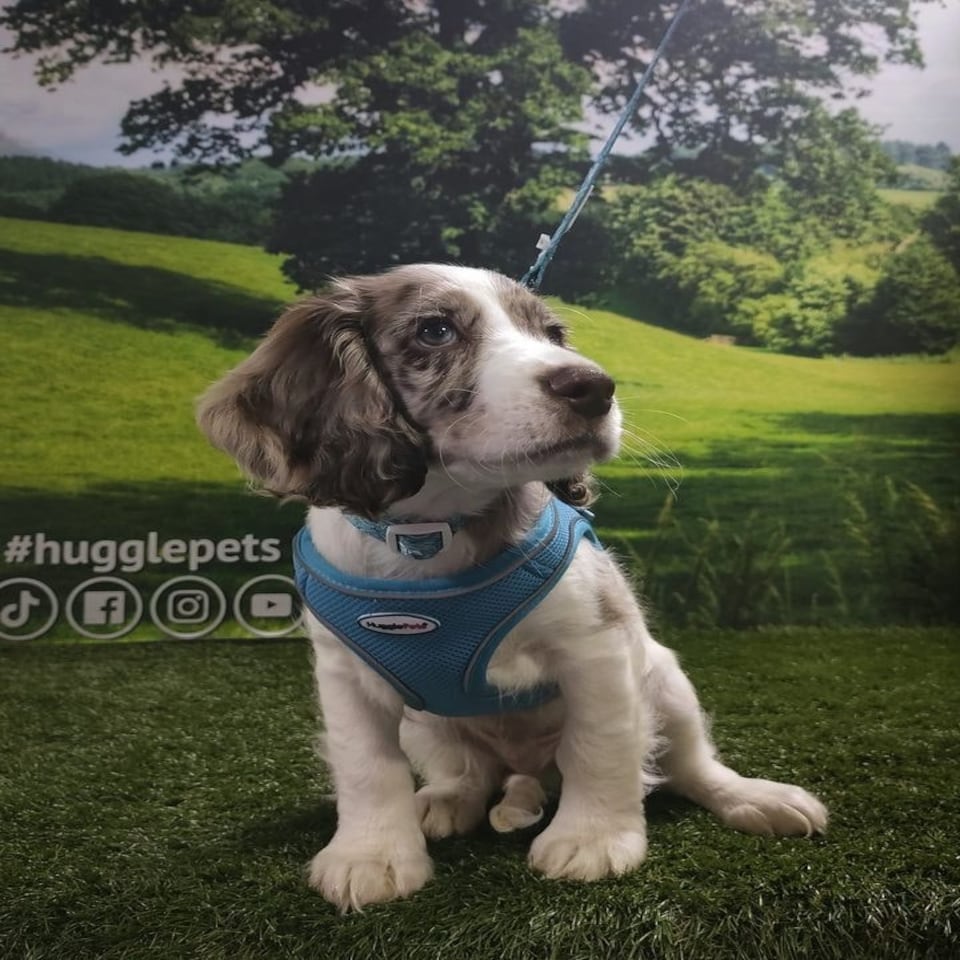 image 1 of HugglePets Step In Air Mesh Dog Harness Blue | L
