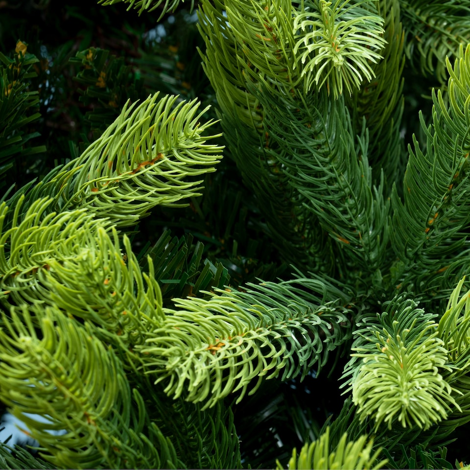 image 1 of Christmas Tree World  12ft/360cm Arbor Ultima Christmas Tree