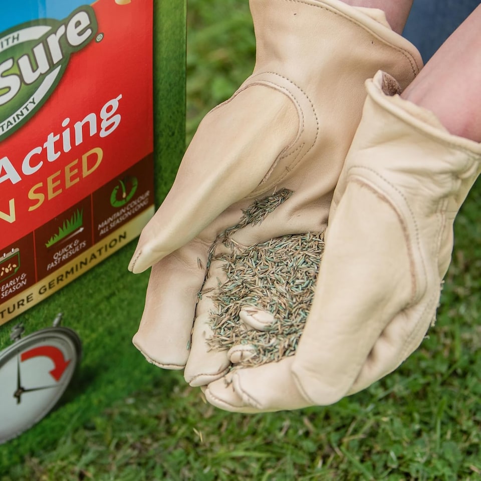 image 1 of Westland Gro-Sure Fast Acting Lawn Seed 30 Square Meter with 20 Percent Extra Free Quick Germination Grass Seed for New Lawns and Patch Repair