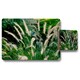image 1 of decorative cat tail grass growing along a walkway (Placemat & Coaster Set)
