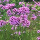 image 3 of Stunning Verbena Bonariensis 48 x Garden Ready Plants - Tall Lavender Flower Heads