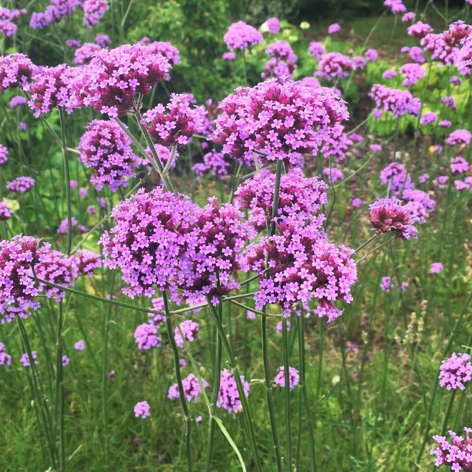 image 1 of Stunning Verbena Bonariensis 48 x Garden Ready Plants - Tall Lavender Flower Heads