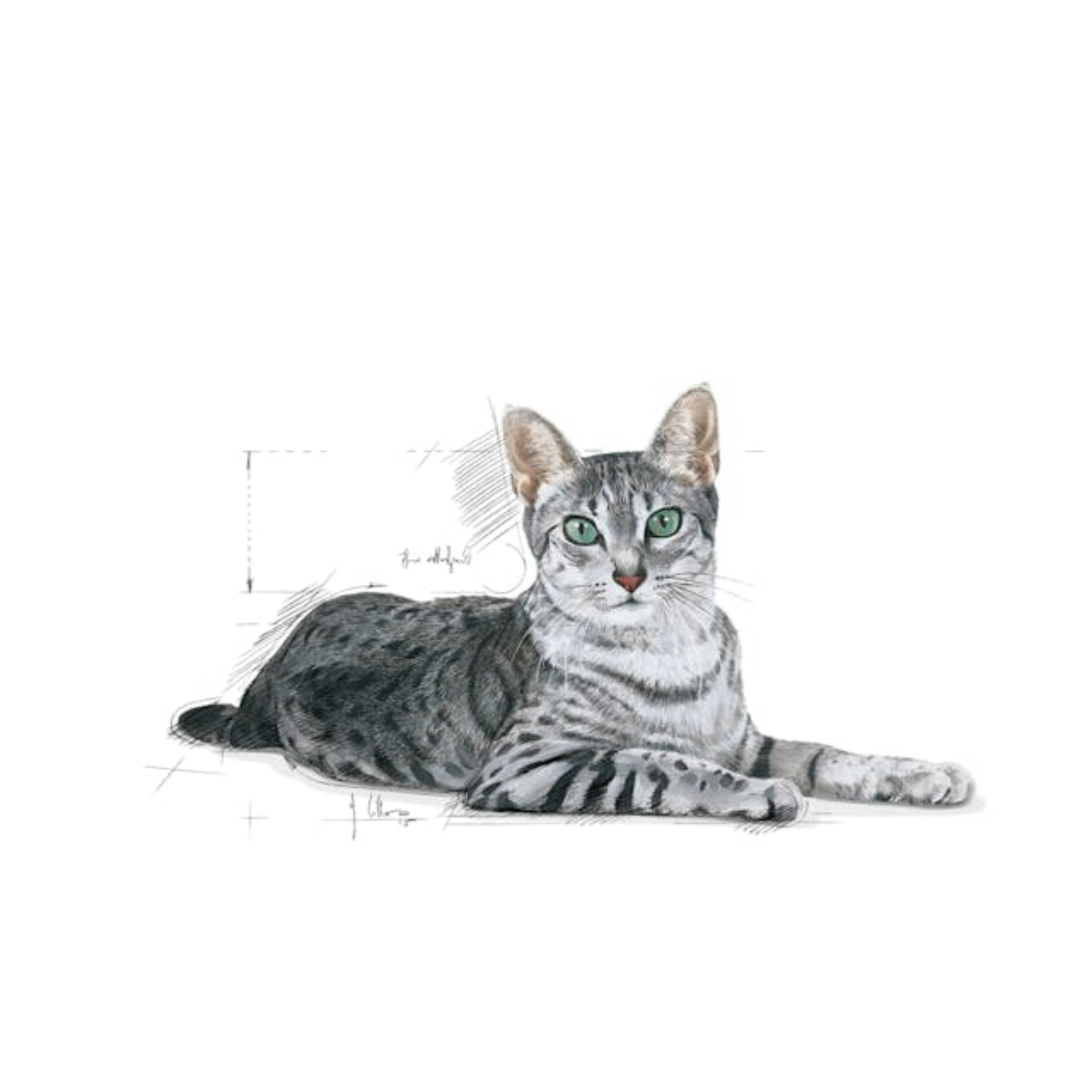 ROYAL CANIN FHN Indoor+7 Trockenfutter Für Katzen – 1,5 Kg – Ausgewogene Ernährung Für Erwachsene Wohnungskatzen