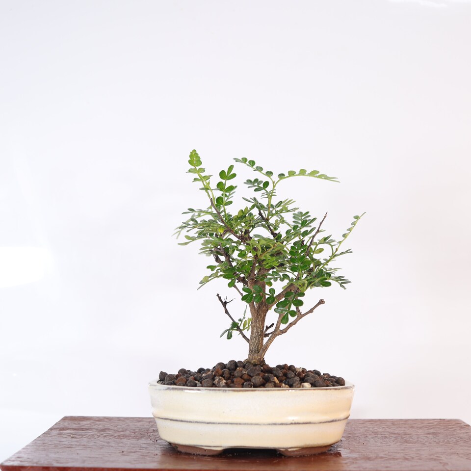 image 1 of Yorkshire Bonsai Chinese Pepper (Zanthoxylum Pipertum) Bonsai Tree Broom In 16cm Pot