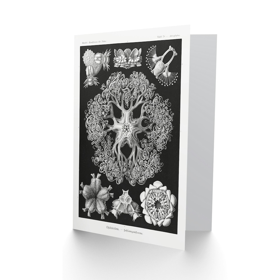 image 1 of Ernst Haeckel Art Card Ophiodea Brittle Stars Illustration