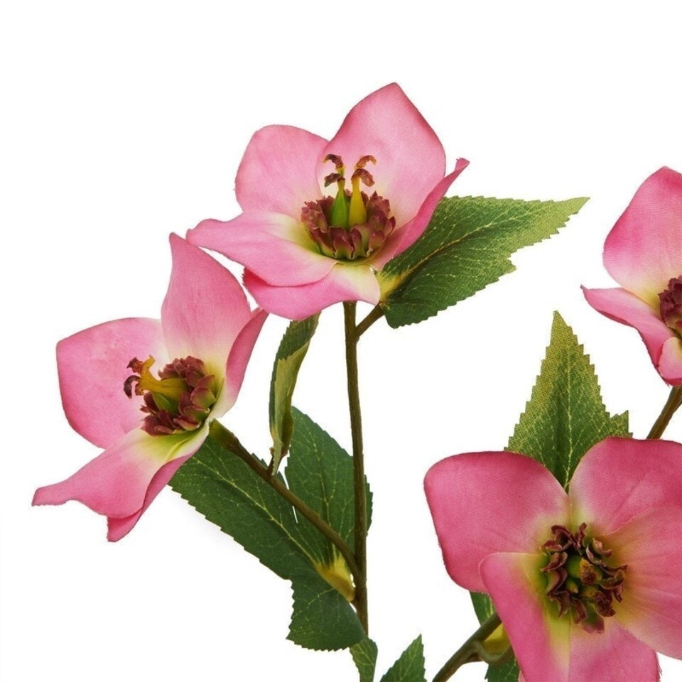 image 1 of The Natural Garden Collection Varigated Hellibore - Artificial Flower (Single Stem) - Plastic - H47 cm - Pink