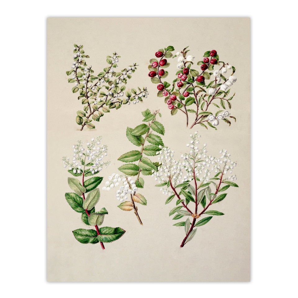 image 1 of Sarah Featon Framed Wall Art New Zealand Gaultheria Flowering Plant Home Décor