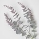 image 4 of Homescapes Eucalyptus Spray Set of 3 Stem 71cm