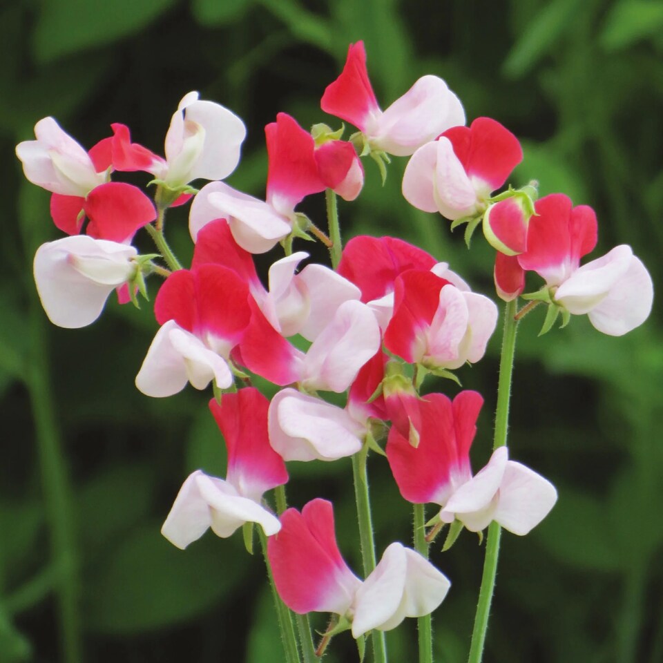 image 1 of Sweet Pea Little Red Riding Hood | Multi | Green, White, Pink, Red | Flower Seeds | 1
