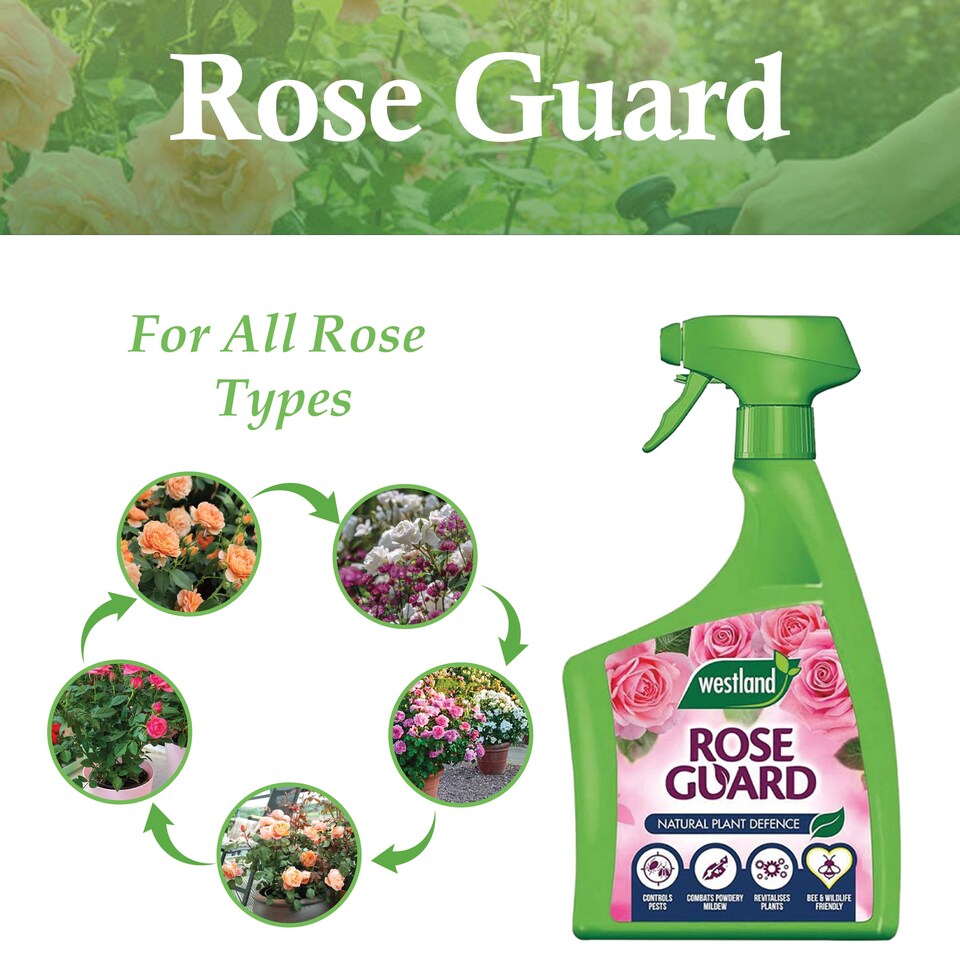 image 1 of Westland Rose Guard RTU 800ml Spray for Healthy Leaves Vibrant Colour Disease Protection and Stronger Blooms for Roses