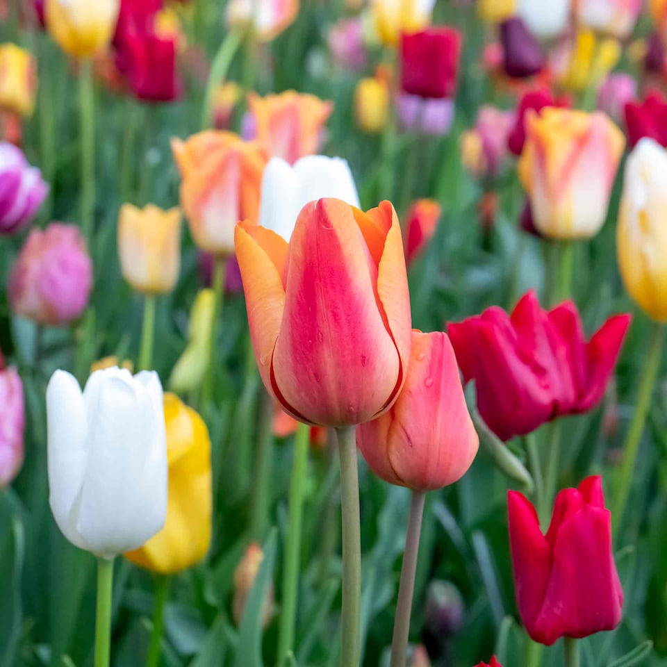 image 1 of Marshalls Garden Tulip Bulbs Mixed Border Collection, 50 Bulbs