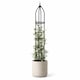 image 9 of Garden Obelisk for Climbing Plants 220cm 7ft - Metal Plant Cage Support Trellis Rose Tower for Flowers, Patio Pots, Shrub, Borders