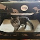 image 5 of HugglePets Fabric Crate Foldable Pet Carrier Blue | M