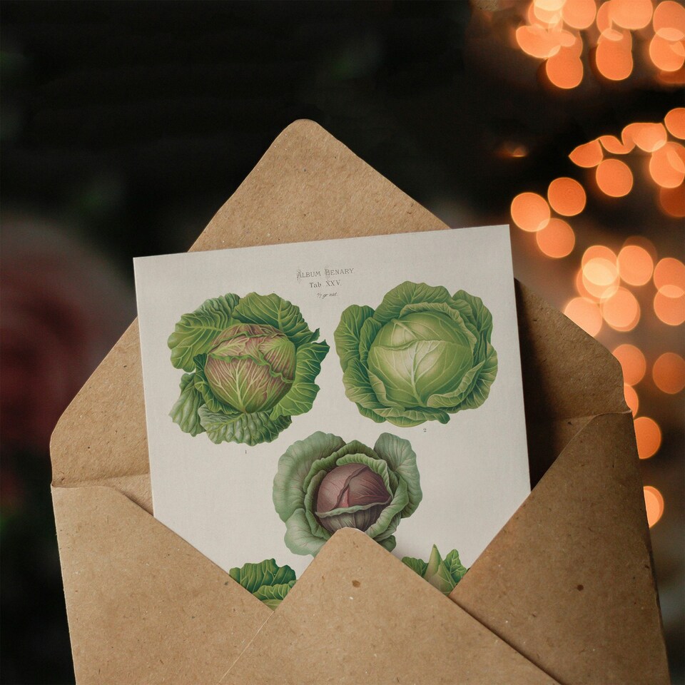 image 1 of Ernst Benary Art Card Cabbage Varieties Vintage Botanical
