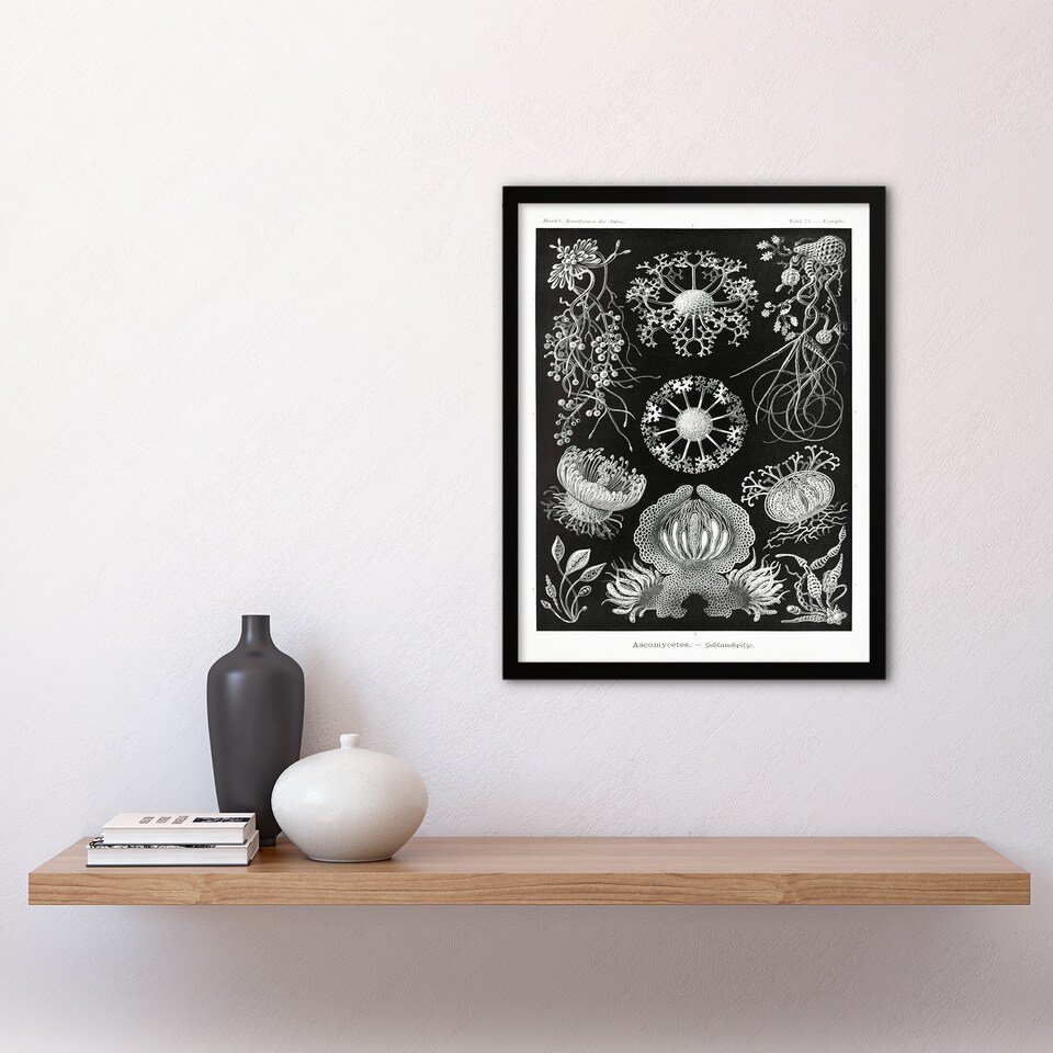 image 1 of Ernst Haeckel Framed Wall Art Print Ascomycetes Fungi Species Vintage Home Décor