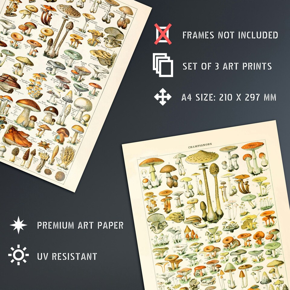 image 1 of Set of 3 Fungus Mushrooms Champignon Vintage Millot Fungi Kitchen Wall Art Print A4