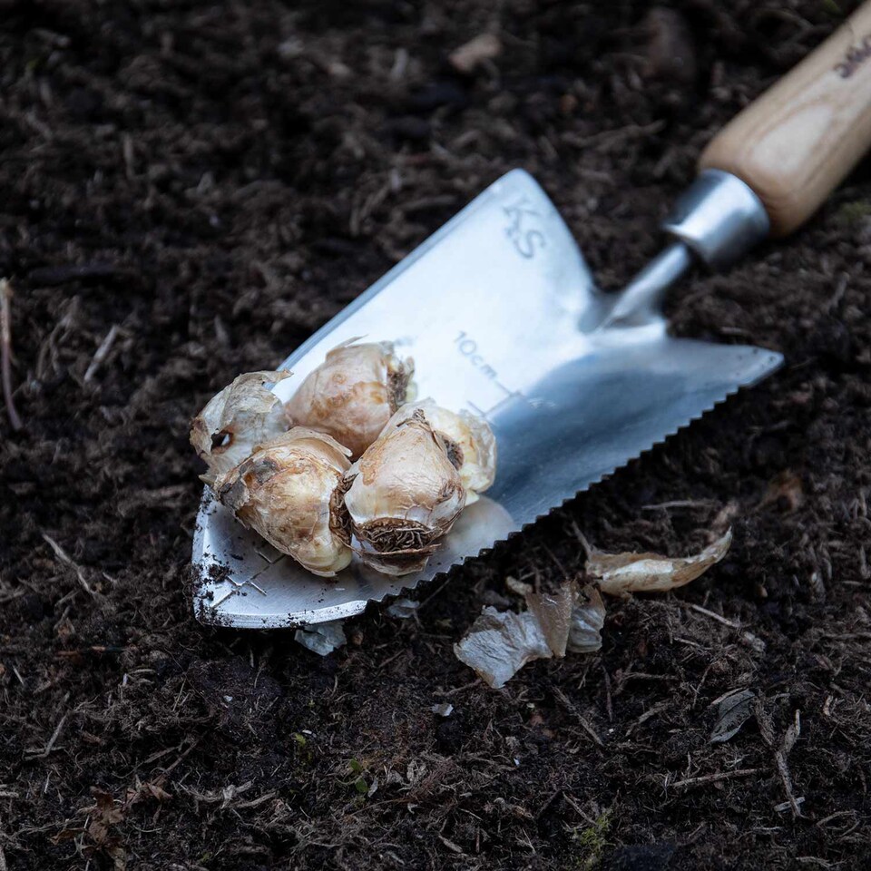 image 1 of Marshalls Garden Grape Hyacinth (Muscari) 50 Bulbs