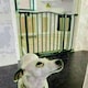 image 6 of Bettacare Curved Top Dog Gate, 71cm - 80cm, Matt Black, Pressure Fit Pet Gate for Dog and Puppy, Pet and Dog Barrier