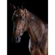 image 1 of Collegiate Comfitec Crystal Leather Bridle - Brown - Warmblood