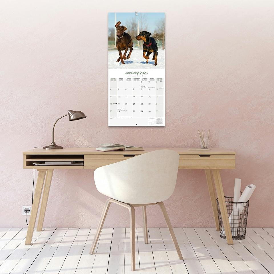image 1 of Doberman (US) 2026 Calendar | Square Wall Calendar | Dog Breed Gift | Plastic Free Packaging | by Avonside Publishing