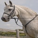 image 3 of Rhinegold Elegance Stitched Breastplate Black | Size: Full
Colour: Black