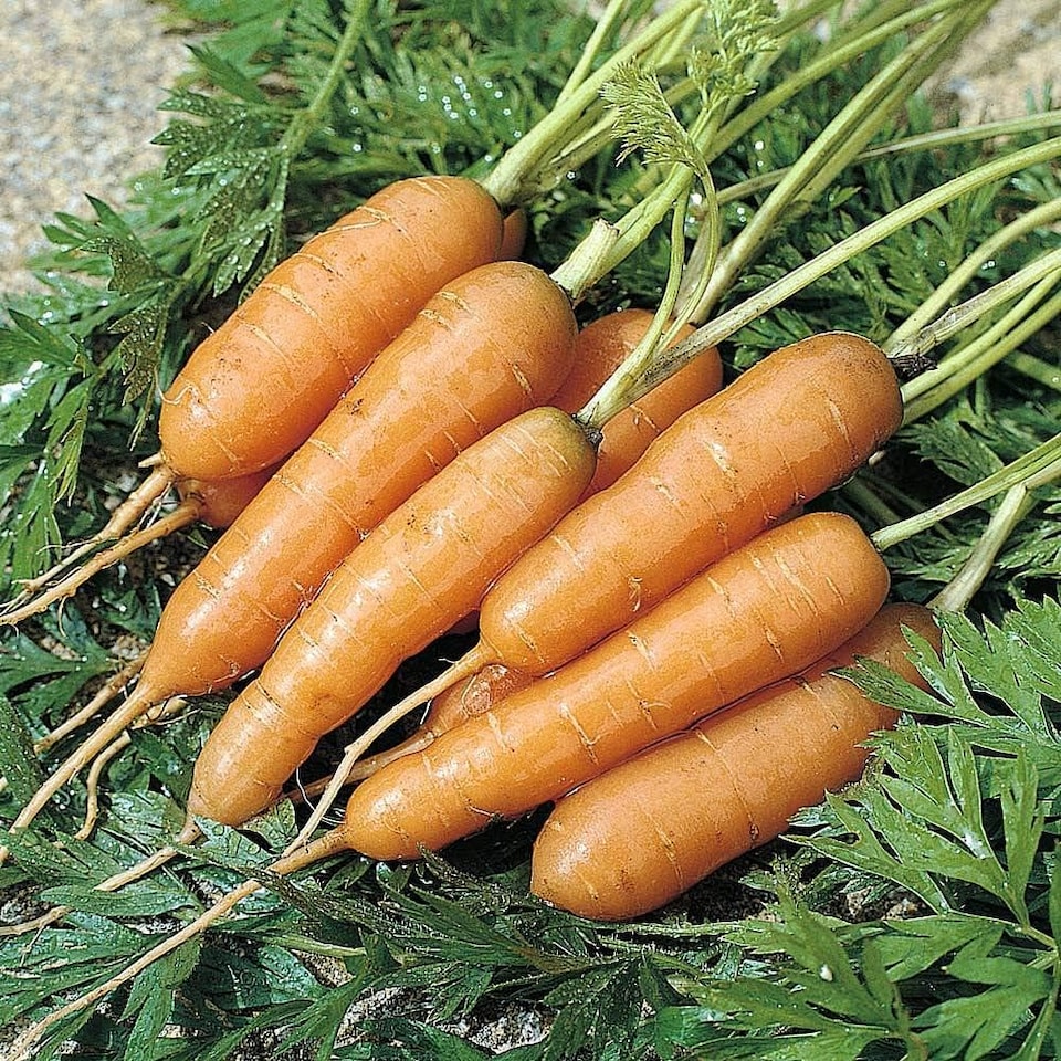 image 1 of Carrot Adelaide F1 Hybrid 1 Seed Packet (400 Seeds)
