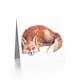 image 2 of Cute Red Fox Sleeping Bright Watercolour Painting Animal Greeting Card
