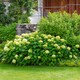 image 6 of Marshalls Garden Hydrangea 'Annabelle' (Hydrangea arborescens) 9cm