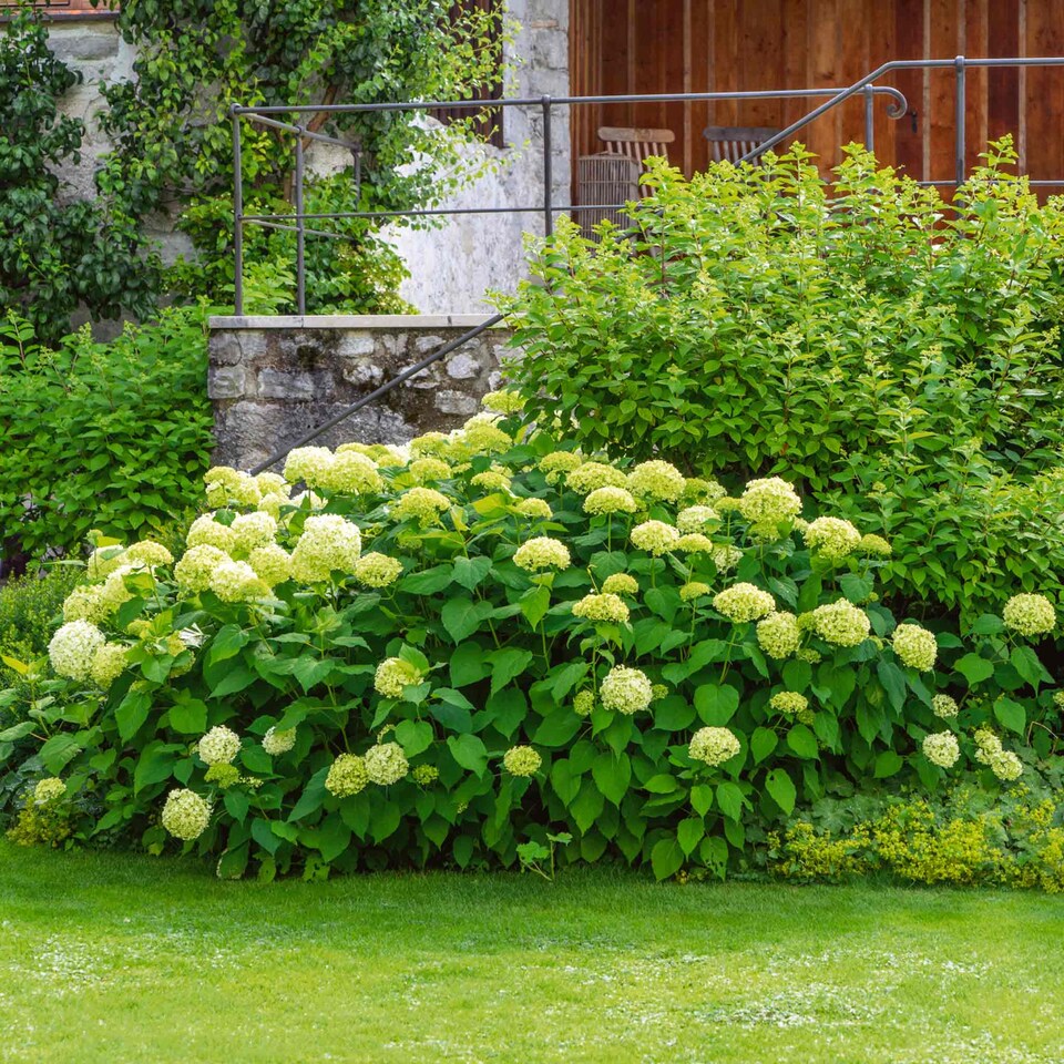image 1 of Marshalls Garden Hydrangea 'Annabelle' (Hydrangea arborescens) 9cm