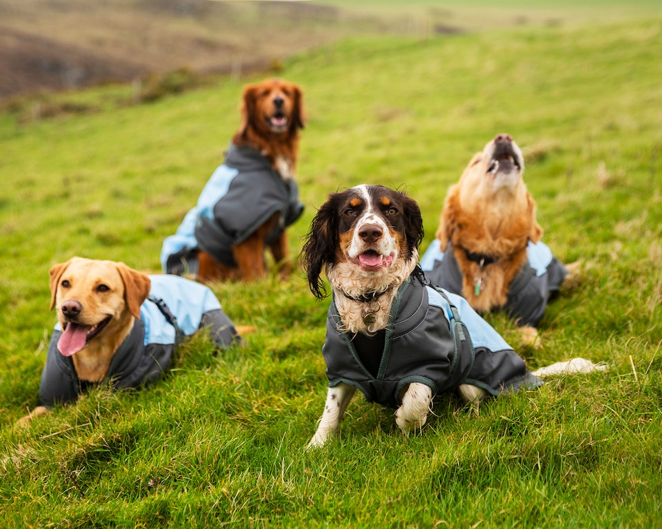image 1 of Henry Wag Blue Waterproof Coat, For Maximum Comfort Whilst Adventuring In The Wet And Cold Weather, Size Small 40cm | Blue | Blue & Grey | S | 1