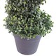 image 3 of Buxus Boxwood Spiral Trees 120cm Buxus Spiral Single 120cm Plants | Green | 4ft
