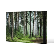 Beautiful summer forest with different trees (Canvas Print) 127 x 101 x 4cm
