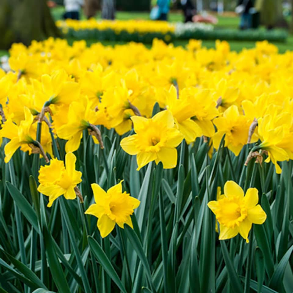 image 1 of YouGarden Narcissus 'Trumpet Yellow', Set of 20 Daffodil Bulbs Size 12/14, For Autumn Planting