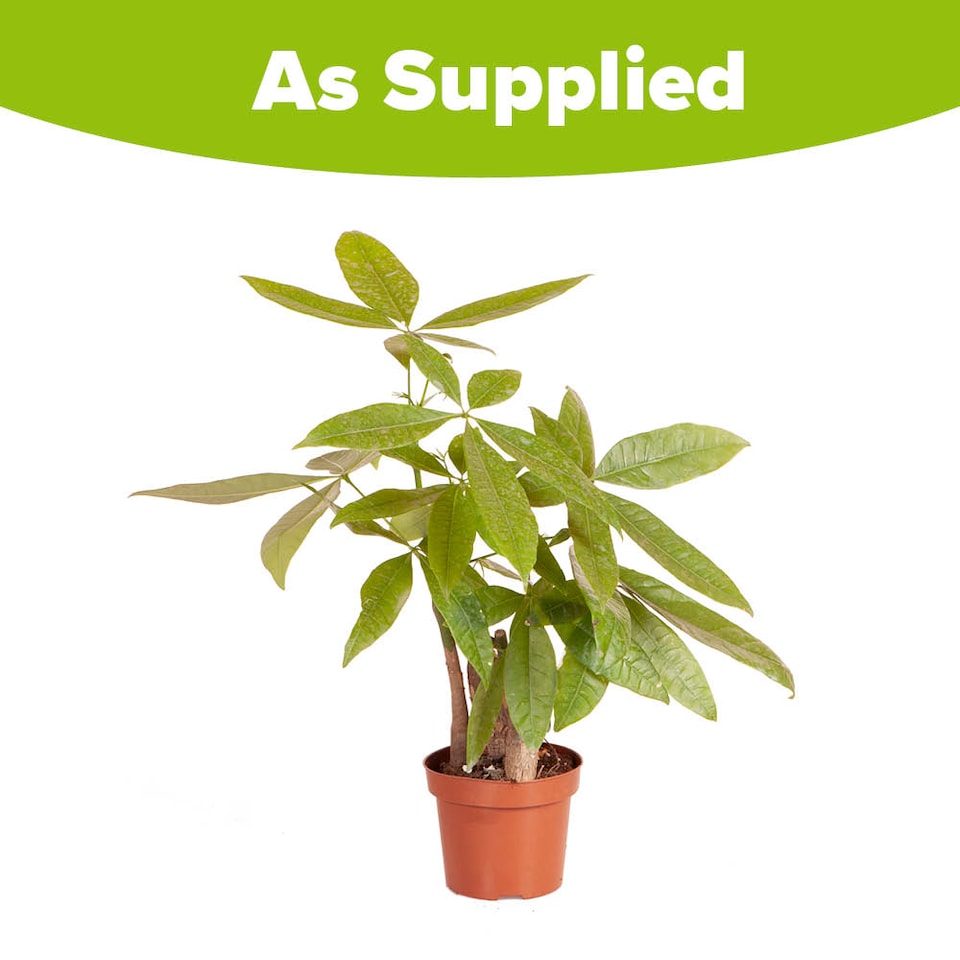 image 1 of YouGarden Pachira Aquatica 'Money Tree', Established Plant in 12cm Pot, Ready to Plant, Evergreen Air Purifying Plants
