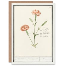 Anselmus de Boodt Art Card Carnation Dianthus Flower