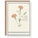 image 1 of Anselmus de Boodt Art Card Carnation Dianthus Flower